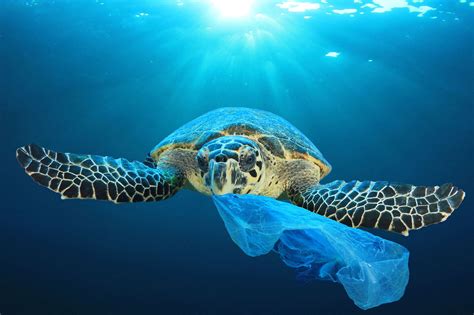 Ocean Plastic Pollution - Australian Marine Conservation Society