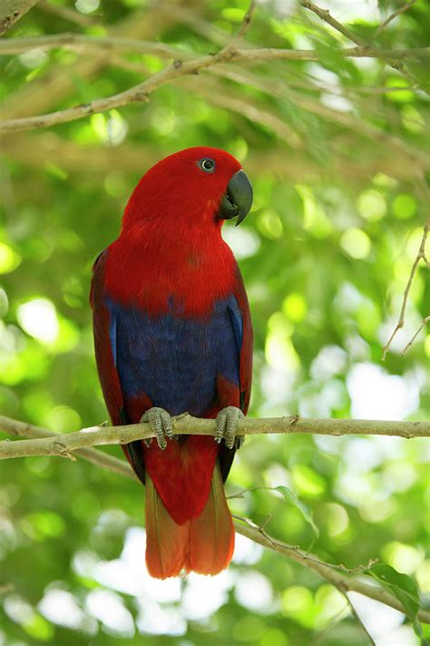 Eclectus Parrot Female, Port Douglas, Queensland, Australia Photograph ...