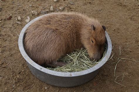 Can You Keep Capybaras As Pets - Pets Retro