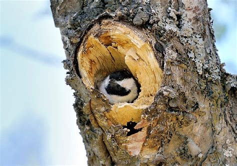 Species Spotlight: Black-Capped Chickadee