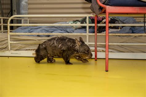 Meet the women on the front line of wombat conservation - Australian ...