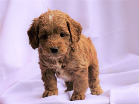 Cockapoo Puppy For Sale Millersburg, OH Male- Carson – AC Puppies LLC