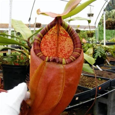 10 Varieties Nepenthes Seeds, Carnivorous Plants, 100pcs/pack ...