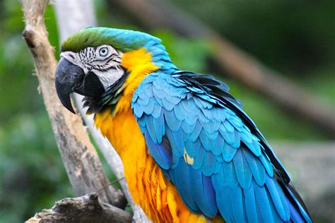 Blue and yellow macaw parrot by EmoShunka on DeviantArt