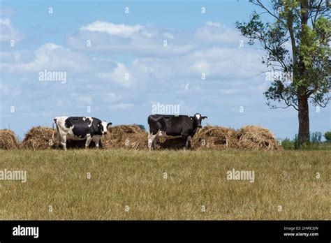 outdoor dairy cows eating alfalfa hay and ration Stock Photo - Alamy