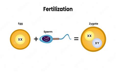 Premium Vector | Fertilization. Fusion of two haploid gametes to form a ...