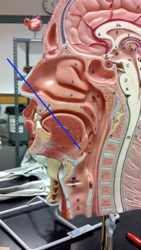 The lingual tonsils are rounded masses of lymphatic tissue that cover ...