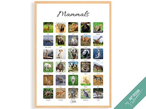 MAMMALS POSTER Montessori Poster Montessori Educational - Etsy