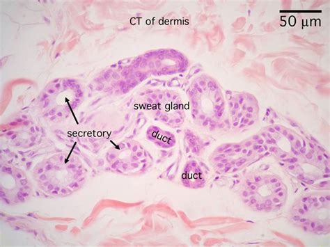 Pin on Biology&medicine