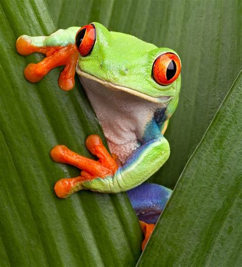 Tree Frog Facts For Kids : Red Eyed Tree Frog Facts For Kids ...