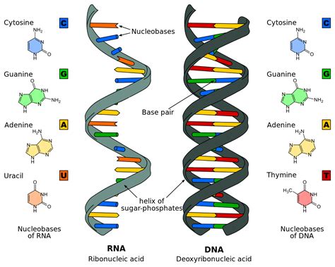 Difference Between Dna And Rna Structures