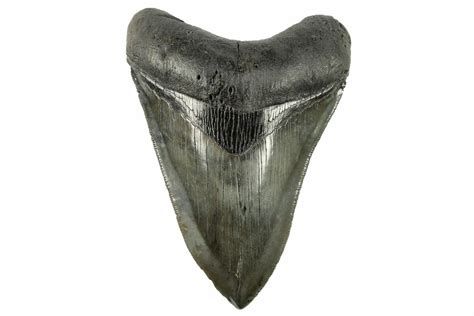 Serrated, 4.36" Fossil Megalodon Tooth - Beautiful River Meg (#265045 ...