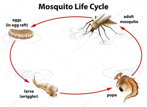 The life cycle of a mosquito — Stock Vector © blueringmedia #28029531