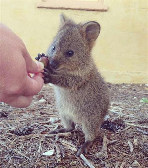 15 Photos That Prove Quokkas Are the Happiest Animals in the World