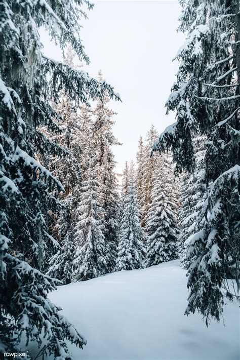 Snowy Forest View | Premium Winter Image