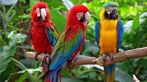 macaw | Diet, Habitat, & Facts | Britannica.com