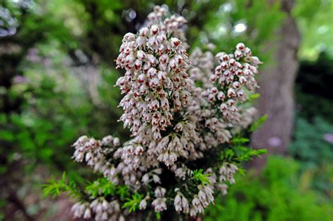 Erica (Ericaceae) image 126498 at PhytoImages.siu.edu