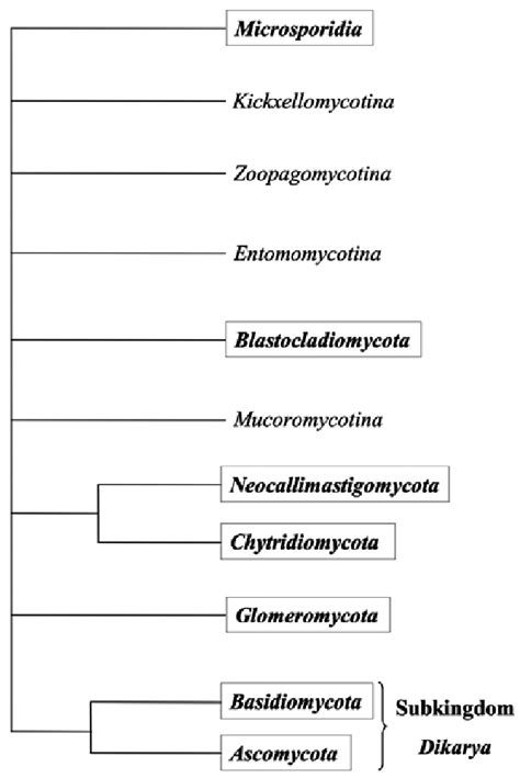 2 Phylogenetic classification of the Kingdom Fungi (Hibbett et al ...