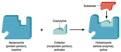 Apoenzyme - Definition and Examples - Biology Online Dictionary