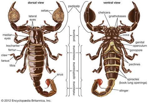 Scorpion Adaptations: The Ultimate Guide to These Incredible Arachnids