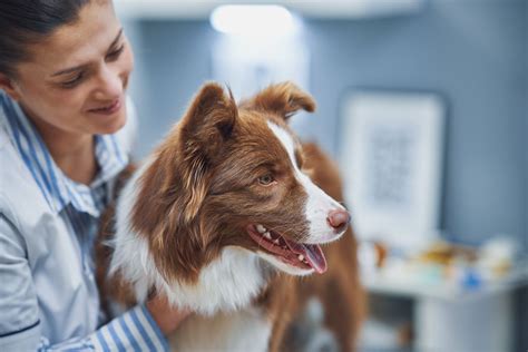 How often should you schedule vet appointments for your dog? - Vetster