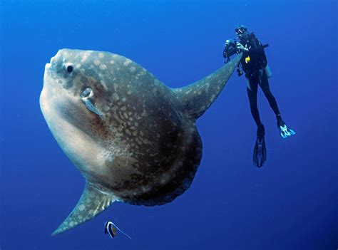 Sunfish - All About the Ocean Sunfish or Mola Mola - SeaFish