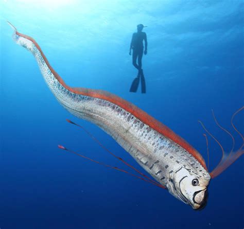 The Giant Oarfish | Oarfish, Animals beautiful, Deep sea creatures