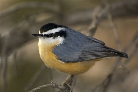 Chickadee and Nuthatch Stay for the Winter - Alberta Institute For ...