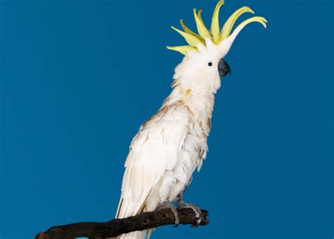 Top 5 Exotic Pet Birds | Enlighten Me