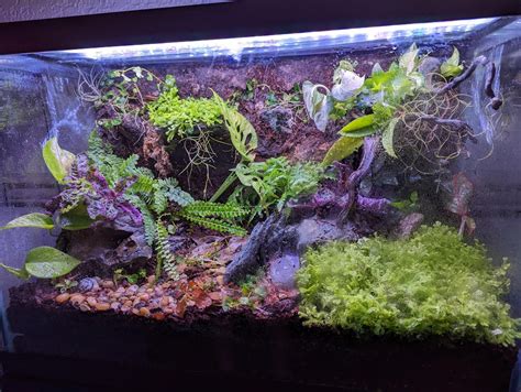 20g Dart Frog Terrarium : r/terrariums