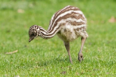 Baby Emu: All You Need to Know (Facts & Pictures) - Bird Nature