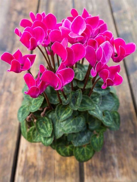 Cyclamen Flowering Houseplants Fragrant Flowers, Delicate Flower, Large ...