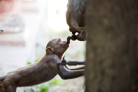 In Pictures: Animals Beating the Heat Like a Boss! - News18