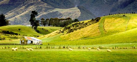 New Zealand Sheep Jigsaw Puzzle