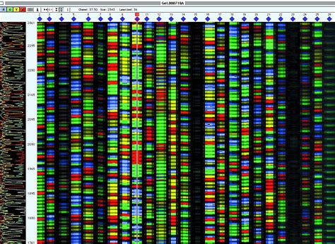 Multimedia Gallery - DNA Sequencing Process (Step 5) | NSF - National ...