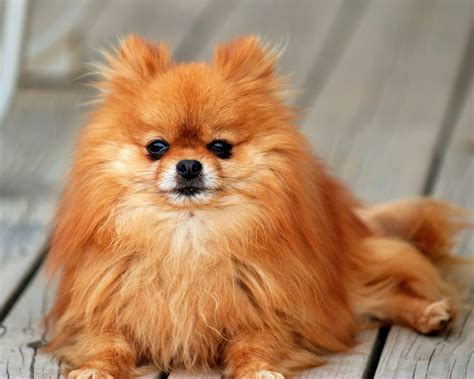 Cute Pomeranian Dog Info| Small Dog Breeds - Doglers