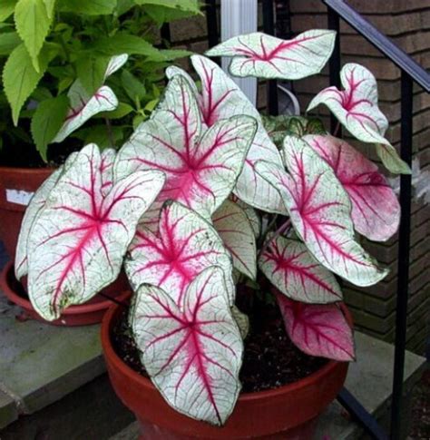 Contains 3 bulbs | Caladium, Plants, Indoor orchids