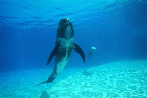 A Quick Guide To The Dolphin Habitat - Animal Sake