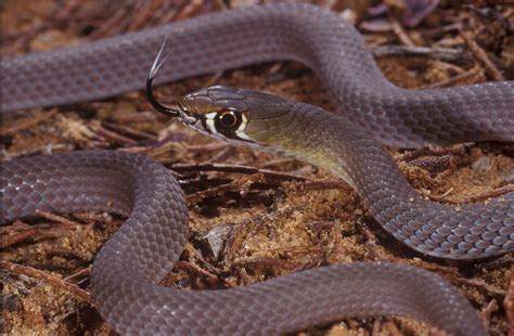 Grey Garden Snake | Fasci Garden