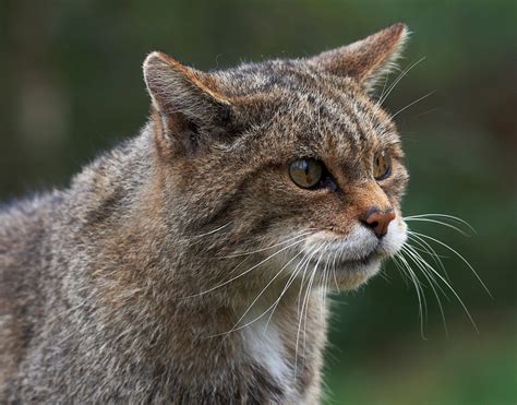 Mammal Week - Scotland's iconic mammals | Scottish Wildlife Trust