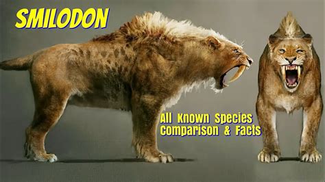 Smilodon Size