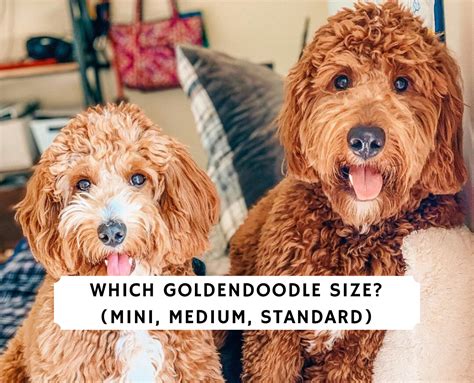 Which Goldendoodle Size? Mini, Medium, Standard | Goldendoodle, Mini ...