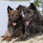 Dutch Shepherd 101: Owner's Guide