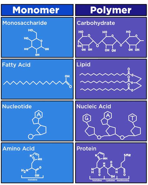 Polymer Of Carbohydrates Lipids And Proteins