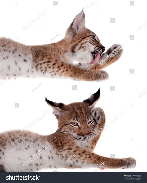 Eurasian Lynx Cub On White Stock Photo (Edit Now) 477499906