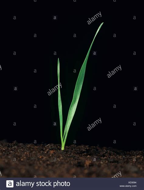 Wheat Seedling High Resolution Stock Photography and Images - Alamy