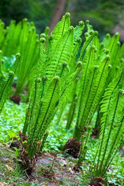 Pteridophyte - Alchetron, The Free Social Encyclopedia