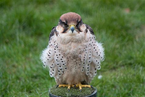 Baby Falcon by Robert-Eede on DeviantArt