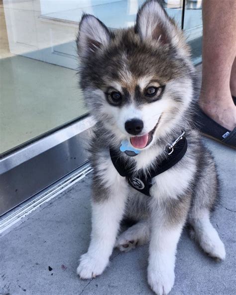 Norman the Pomeranian Husky Mix - One Puppy That Will Melt Your Heart