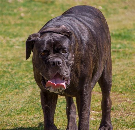 Neapolitan Mastiff – Dog Breed Information and Pictures | Livelife